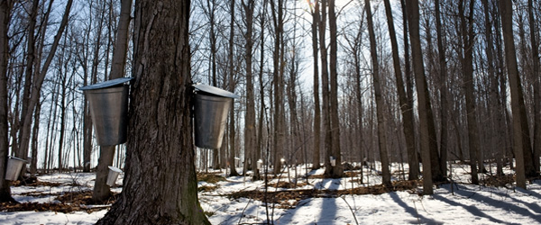 Cabane à sucre